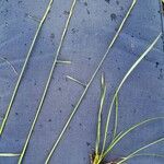 Elymus repens অভ্যাস