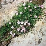 Petrorhagia saxifraga 花