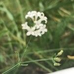 Asperula tinctoria 花