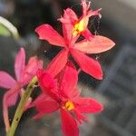 Epidendrum ibaguense Virág