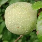 Chaenomeles speciosa 果實