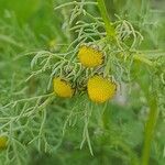 Matricaria aurea Flower