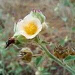 Sida cordifolia Blomma