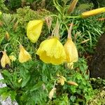 Oenothera × fallax Blomma