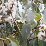 Eucalyptus viminalis 花