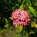Ixora spp. Floare