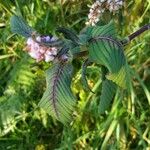 Persicaria campanulata Leaf