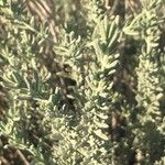 Teucrium capitatum 葉