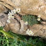 Saxifraga caesia Fula