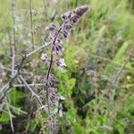 Orthosiphon rubicundus Flower