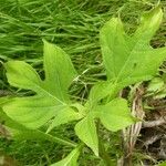 Tithonia diversifolia Foglia