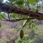 Artocarpus integer Плод