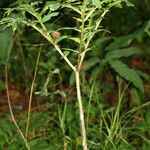 Dracontium polyphyllum ശീലം