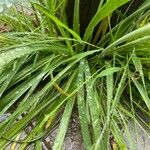 Nothoscordum borbonicum Leaf