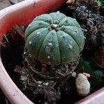 Astrophytum asterias Leaf