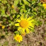 Pulicaria dysentericaFlower