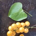 Tinospora cordifolia Fruit