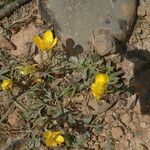 Ranunculus paludosus आदत