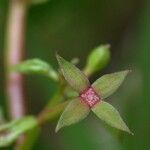 Ludwigia affinis