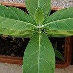 Calotropis gigantea Hoja
