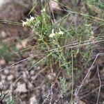 Sideritis bourgeana Blatt