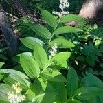 Maianthemum racemosumÕis