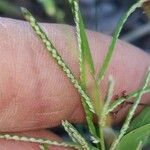 Paspalum repens Fruto