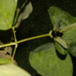 Mimosa guilandinae Лист