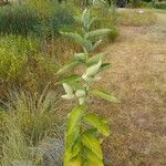 Asclepias speciosaLiść