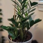 Zamioculcas zamiifoliaLeaf