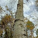 Betula pubescens 整株植物