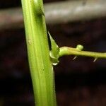 Senegalia multipinnata പുറംതൊലി