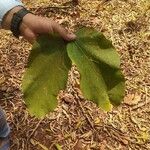 Luehea candida Hoja