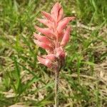 Sacoila lanceolata 花