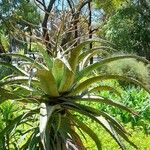 Aloe marlothii Yeri