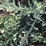 Centaurea melitensis Blad