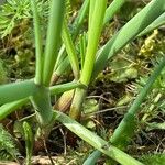 Allium schoenoprasum Blatt