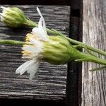 Symphyotrichum pilosum 花