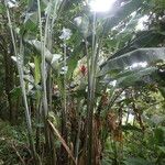 Heliconia caribaea Агульны выгляд