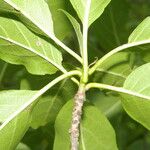 Cordia gerascanthus Bark