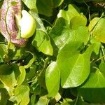 Aristolochia littoralis Leaf