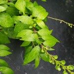 Scutellaria javanica Hostoa