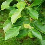 Magnolia acuminata Folha