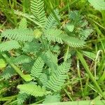 Mimosa quadrivalvis Leaf