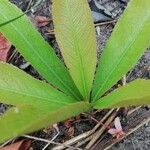 Brackenridgea arenaria Лист