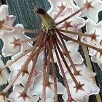 Hoya carnosa 花