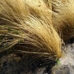 Stipa tenuifolia Hoja