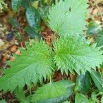 Urtica pilulifera Blatt