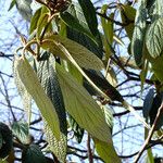 Viburnum rhytidophyllum Leaf