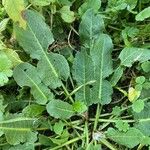 Rumex pulcher Leaf